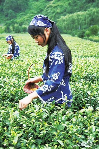 陜西茶葉節(jié)即將盛大啟幕 一葉飄香，品味秦風(fēng)漢韻