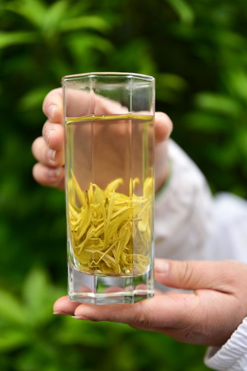 高山云霧出好茶，風(fēng)過(guò)云硒茶飄香